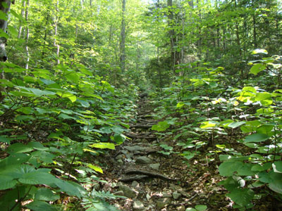Week 25 of the year in New Hampshire