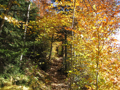 Week 41 of the year in Vermont